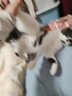 网易严选全价鲜蒸猫饭猫湿粮罐头主食级餐盒成猫幼猫通用鱼肉口味50g*6罐 实拍图