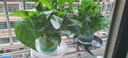 京东绿植绿萝盆栽除甲醛花卉绿植办公室新房净化空气180加仑2盆装源头直 实拍图
