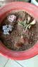 行湘多肉植物盆栽绿植  多肉30颗不重复+陶土塑料盆+椰砖土 源头直发 实拍图