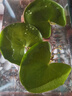 水培一叶莲浮萍迷你水草净化水质鱼缸造景睡莲花水生水养花卉植物 一叶莲 【3片装】尺寸8-11厘米 实拍图