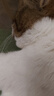 富美内特（FURminator）猫咪狗狗比熊贵宾拉毛去绒开结双面针梳宠物梳子去浮毛梳小号 实拍图