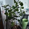茉莉花苗盆栽带花苞九里香老桩驱蚊花卉植物室内浓香四季开花好养 中份茉莉花【3-5颗】花苞一般 不含盆 实拍图