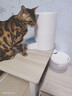 凯锐思成猫专用猫粮国产猫粮高蛋白成年牛肉味4斤 实拍图