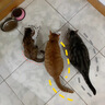 皇家泌尿道处方猫粮LP34稀释尿液溶解鸟粪石猫处方粮配方粮1.5KG*2 实拍图