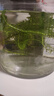 威猛先生（Mr Muscle）油污清洁剂 油烟机净油泡泡650g*2+650g替换 小青柠香G14净油因子 实拍图
