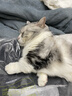 pidan猫砂 经典豆腐混合猫砂3.6kg*12包 皮蛋猫砂 实拍图
