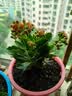 长寿花盆栽重瓣大花带花苞花苗四季室内开花好养的花卉植物 1.米橙(带花苞)送肥料 不含盆 实拍图