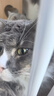 京东京造 浓汤红肉猫罐头金枪鱼混合味85克*24罐 猫零食湿粮补水鱼肉罐 实拍图