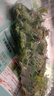 沃绣 蚕宝宝当天发货 活蚕宝宝蚕卵小蚕彩色蚕新鲜桑叶学生养蚕套装 1龄小蚕10条+小盒+桑叶 实拍图