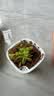 捕蝇草盆栽猪笼草食虫植物夏季驱蚊食虫捕虫室内趣味绿植 美人齿 捕蝇草大苗 赠吸水盆栽好发货 实拍图