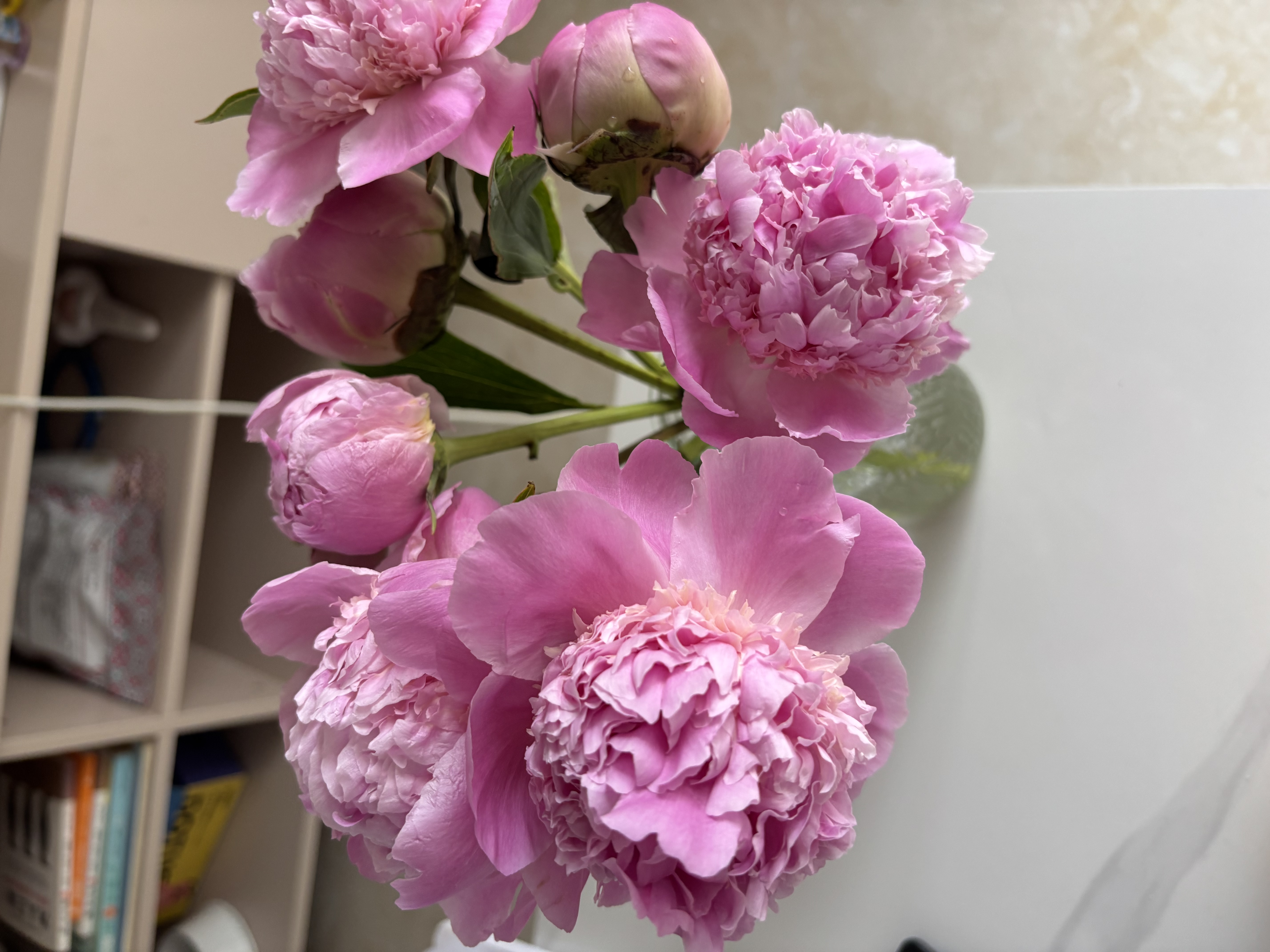 山东菏泽芍药鲜花花束重瓣大花苞基地直发鲜切花【全色系】 芍药-蓝富士【花苞/支2.5-3.0公分】 【5支】长度/支45公分以上 实拍图