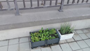 营养土养花种菜土壤有机兰花多肉植物盆栽种植椰砖土通用型 有机营养土20斤【园艺师专研配方 实拍图