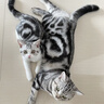 伟嘉幼猫猫粮1.2kg吞拿鱼味布偶蓝猫橘猫加菲英短猫咪夹心粮全价粮 实拍图