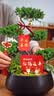 Only you【2小时达】五层塔松盆栽绿植盆景室内植物开业生日乔迁重阳节 松鹤延年【精致造景五层塔松盆景】祝寿送礼推荐 实拍图