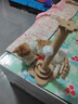HELLOJOY猫抓柱剑麻猫抓板猫玩具耐抓耐磨不掉屑猫爬架立式自嗨解闷用品 实拍图