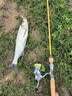 九慕屋JMW天龙座弹射微物竿溪流马口竿路亚竿UL溪流路亚竿FUJI 1.93米 直柄S642L 加长把手 实拍图