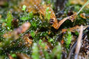 腾龙（Tamron）F072Z 90mm F2.8 Di III MACRO VXD定焦微距镜头 人像昆虫花草口腔 全画幅微单镜头(尼康Z卡口) 实拍图