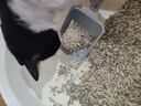 pidan混合豆腐猫砂 豆腐膨润土皮蛋猫砂除臭猫砂结团快 经典款2.4kg*4 实拍图