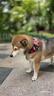 皇家LF22促进消化高能量成犬低脂易消化全价处方狗粮配方粮1.5KGx2包 实拍图
