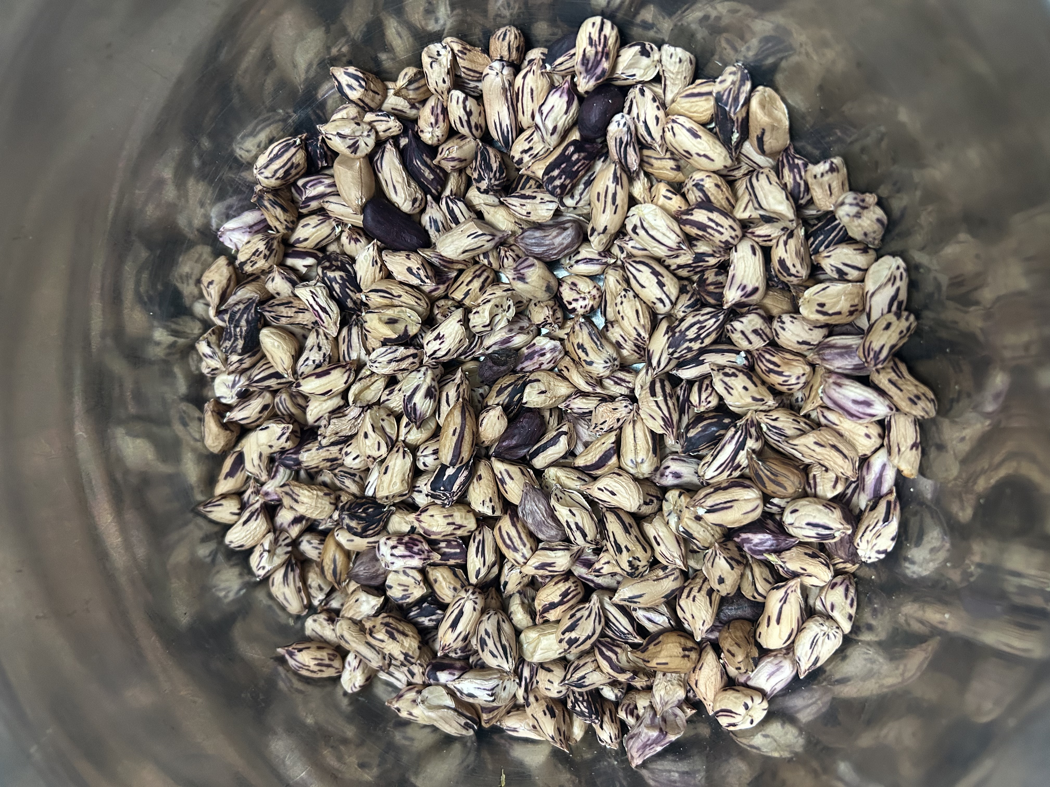 云南新鲜七彩花生带壳鲜花生高原特产水果花生富含花青素牛奶花生 新鲜七彩花生5斤 含箱 实拍图