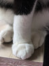 网易严选全价鲜蒸猫饭猫湿粮罐头主食级餐盒成猫幼猫通用鱼肉口味50g*6罐 实拍图