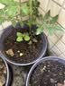 九千谷仿陶瓷花盆高款树脂种植花卉绿植花盆口径21cm黑灰2个装含托4047 实拍图