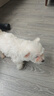 普安特宠物狗狗驱虫药犬非泼罗尼体内外一体犬虱跳蚤爱滴克+内驱 实拍图