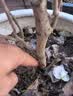 行湘茶花盆栽树苗阳台绿植花卉 六角大红茶花+1加仑塑料盆 源头直发 实拍图