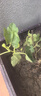 原起点50cm加大阳台种菜箱长方形塑料花盆户外蔬菜种植神器室外花箱花槽 【加厚】加深1联箱(50*40*35） 实拍图