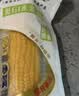 北纬47度水果玉米2.64斤(220g*6根)开袋即食鲜甜玉米棒 低脂低GI早餐苞米 实拍图