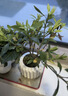八芽小叶栀子花盆栽开花植物室内桌面茶几好养花卉绿植办公室净化空气 小叶栀子花-陶瓷竖纹盆-密胺托 带盆栽好 实拍图