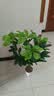 花沃里仿真发财树绿植盆栽仿真花植物假花金钱树客厅落地假盆景室内装饰 实拍图
