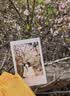 富士（FUJIFILM）instax 拍立得mini12 一次成像相机 mini11/41三寸相纸 生日礼物 女生送礼奖品 【刮刮乐抽相纸】 mini相纸10张【锡纸装】 官方标配【不含相纸】 实拍图