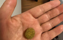麦德氏IN狗狗鲨鱼软骨素340g宠物狗狗关节软骨素钙片修护关节老年犬 实拍图