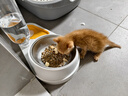 汪野君养猫新手套装猫砂盆铲喂食喂水器绒布猫窝猫砂用品组合基础四件套 实拍图