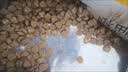 麦富迪猫粮 超肉粒冻干双拼成猫粮美毛护肠胃 三文鱼2kg 实拍图