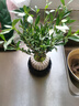八芽小叶栀子花盆栽开花植物室内桌面茶几好养花卉绿植办公室净化空气 小叶栀子花-陶瓷竖纹盆-密胺托 带盆栽好 实拍图