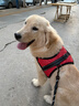 高悠派狗狗牵引绳中大型犬背心式胸肩背带拉布拉多狗绳宠物通用 实拍图