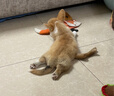 憨憨宠 狗笼猫笼 狗笼子小型犬带厕所幼犬折叠便携猫笼子宠物笼具兔笼 黑色加粗狗丝笼60*42*50cm【建议15斤内】 实拍图