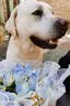 麦富迪狗粮 藻趣儿狗粮成犬粮牛肉螺旋藻 均衡营养15kg/30斤 实拍图