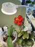 三思京东集采JC系列植物补光灯仿太阳全光谱 植物灯 盆栽夹子灯-5W 实拍图
