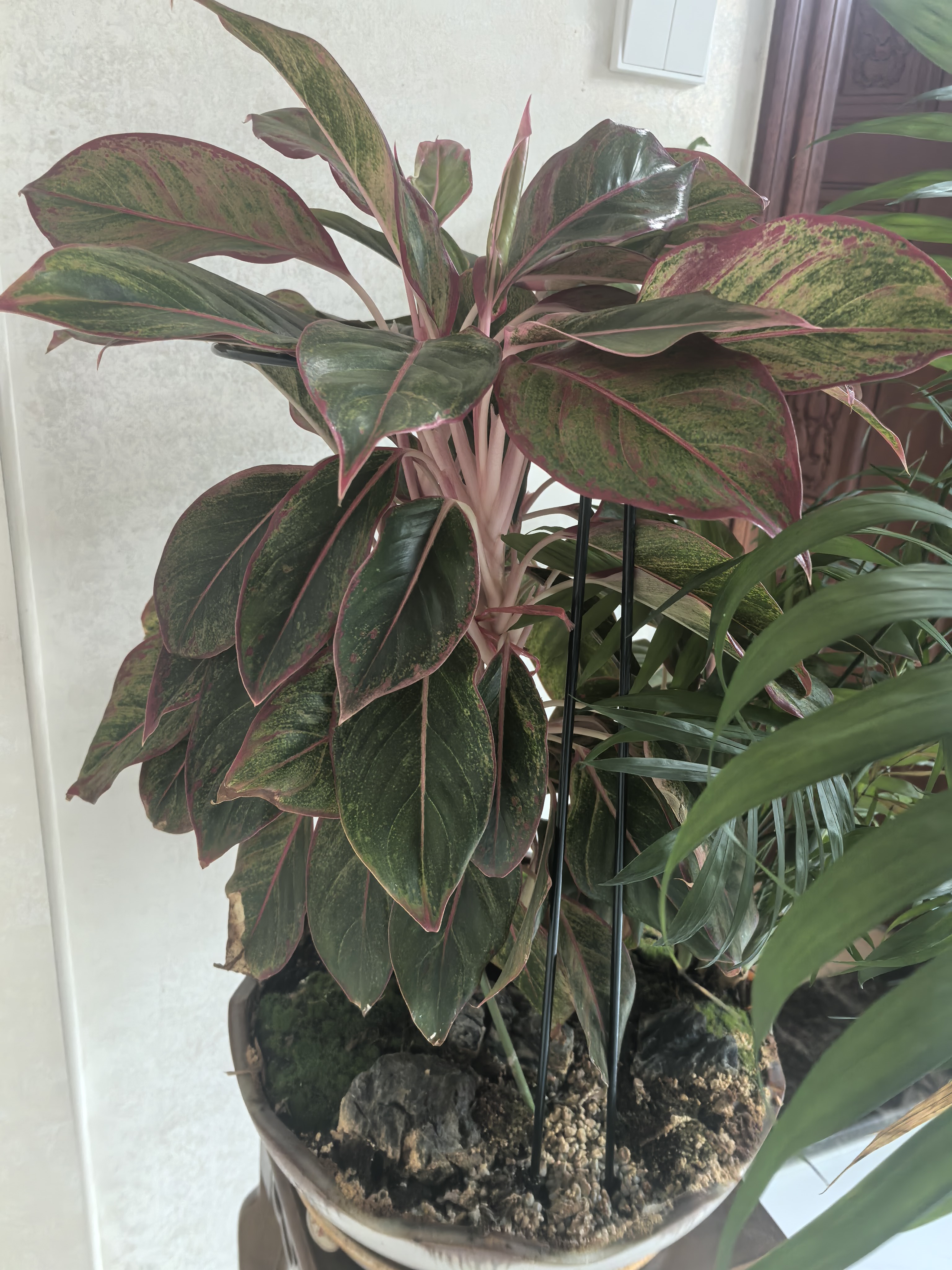 九千谷 植物支撑架支撑支架园艺花架阳台爬藤护叶半圆30*50CM 2对装6416 实拍图