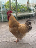 飞博士（Flybook）120*240cm白板墙贴不伤墙可移除办公家用教学写字板挂式磁性儿童小黑板可擦办公会议软白板纸 实拍图