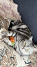 Orijen渴望猫粮 成猫幼猫粮 全价通用无谷原味鸡肉进口7.2kg效期27/4 实拍图