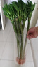 京东鲜花花瓶摆件防摔大号亚克力透明醒花桶落地插花富贵竹马醉木水养鲜花 实拍图