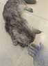 防猫抓手套宠物防咬加长耐撕咬抓狗狗鹦鹉小宠专用劳保工业手套猫猫爪子 【40cm加长】【1双】防猫抓咬手套【女款小一码】 实拍图