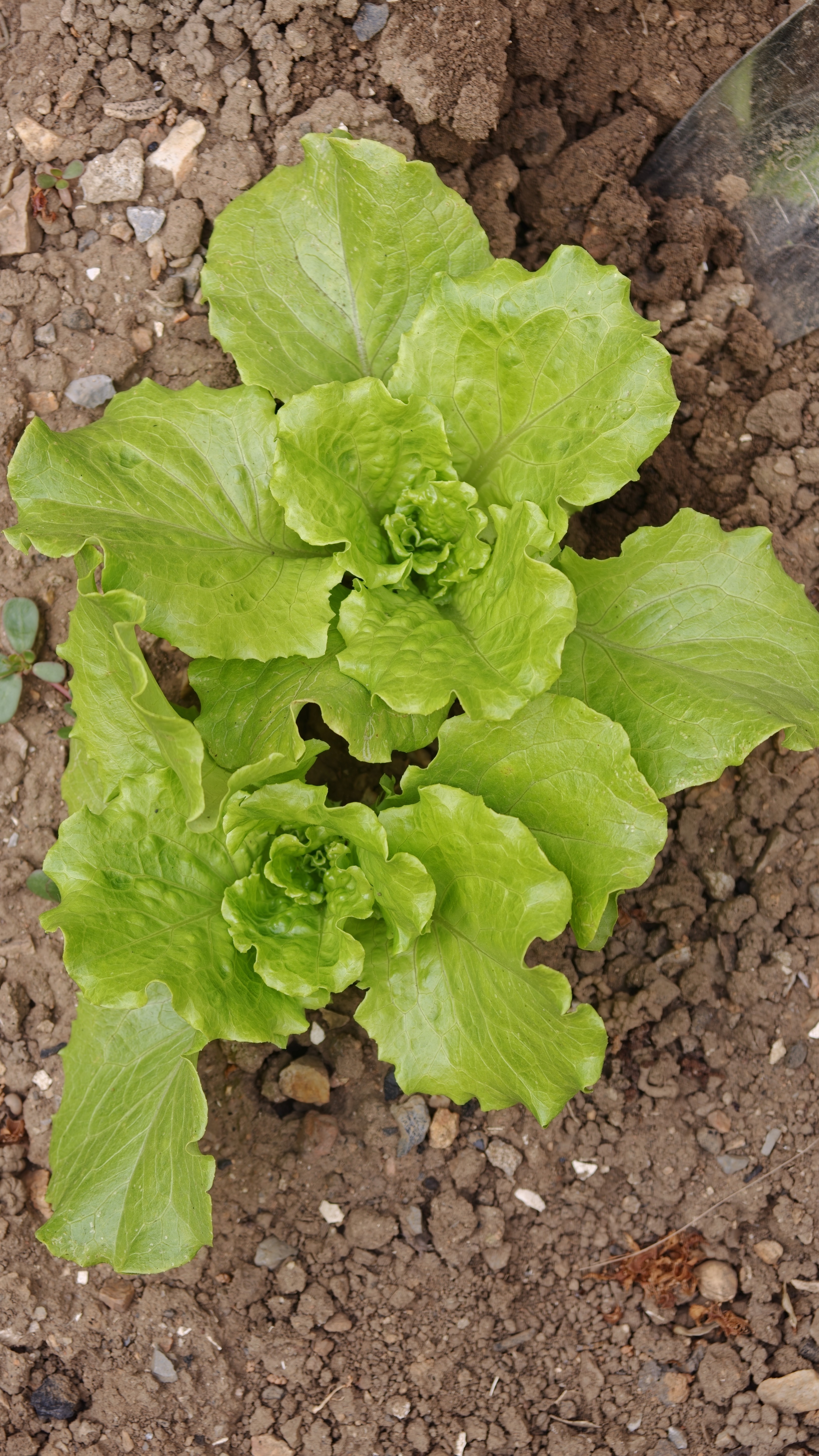 德沃多农用小苏打种菜专用除虫杀菌花肥料碳酸氢钠蔬果绿植叶面肥1200g 实拍图