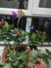 喜艾林 3d立体墙贴画仿真蝴蝶蜻蜓 磁性冰箱贴防水家居装饰家居装饰蜻蜓 10只磁铁款8cm蜻蜓混色 实拍图