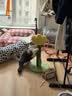 ZEZE铃兰盆栽猫抓板立式猫爬架麻绳猫抓柱解闷猫薄荷不掉屑磨爪猫玩具 实拍图
