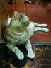 【京东快递】猫咪专用多效洗护沐浴抑菌消毒温和祛螨清洁护毛植萃 1瓶猫沐浴露随单赠小喷雾及浴花温和去污除螨抑菌护毛 实拍图